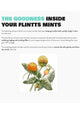 Flintts Mouth Watering Mints